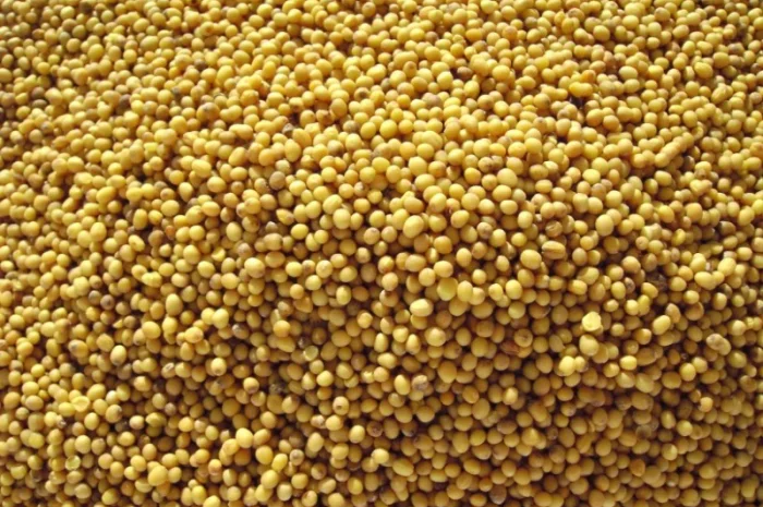 Купую горчицю в Одесі- фото № 1