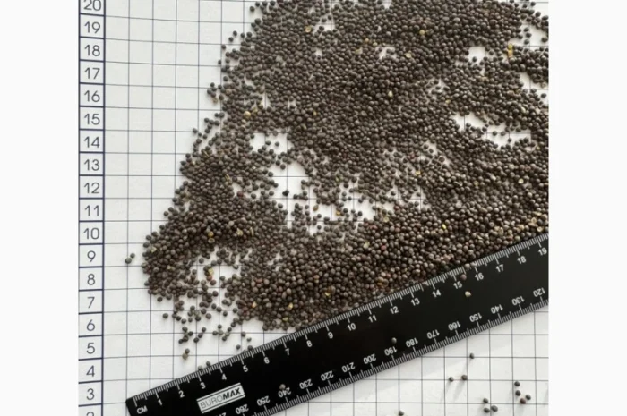 Продается черная горчица в биг-бегах- фото № 1