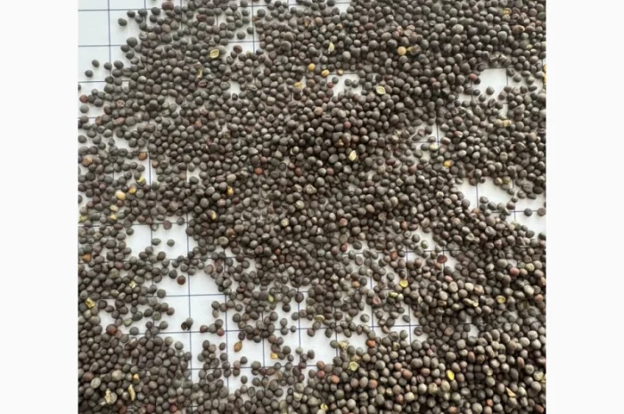 Продается черная горчица в биг-бегах- фото № 2