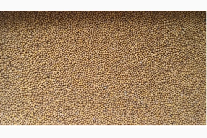 Семена желтой горчицы Тавричанка 5 и белой Каролина- фото № 1