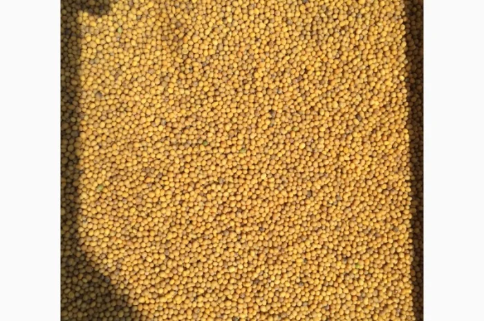 Закупаем белую горчицу- фото № 1