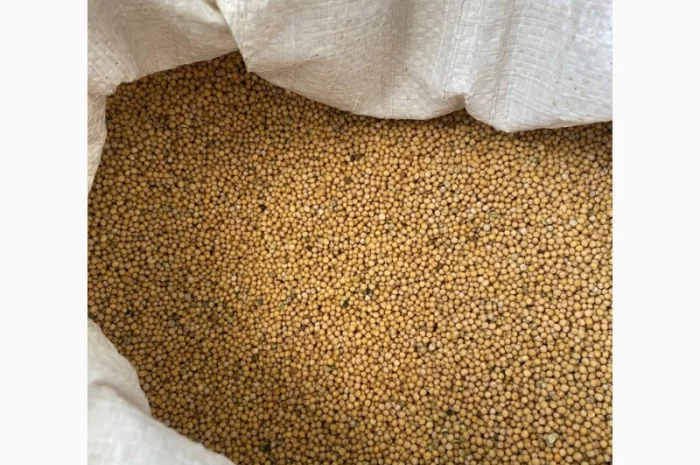 Продається біла гірчиця- фото № 1