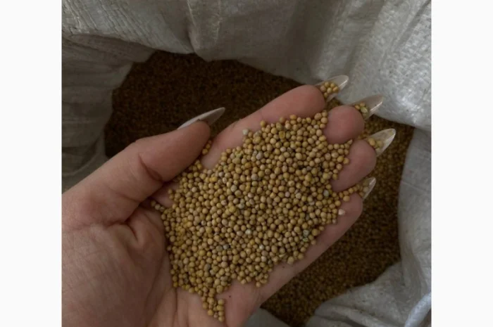 Продається біла гірчиця- фото № 2