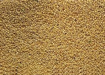 Продаются семена белой горчицы сидерат Андромеда- фото № 1