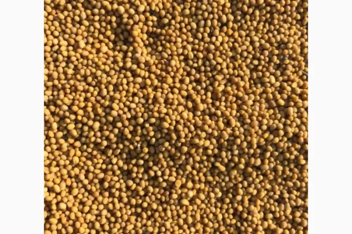 Продам cемена насіння желтой горчицы- фото № 1