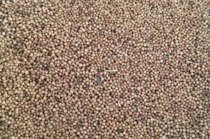 Продається жовта гірчиця- фото № 1