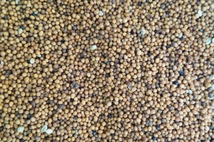 Продається жовта гірчиця- фото № 2