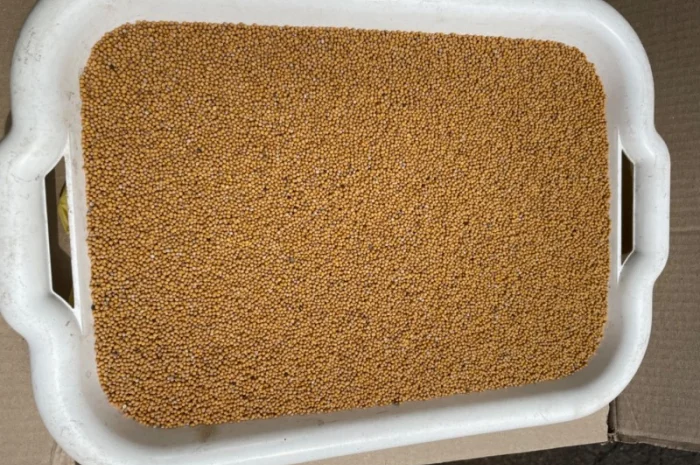 Гірчиця біла на сидерат- фото № 1