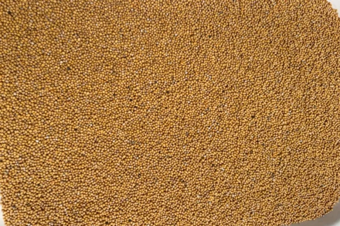 Гірчиця біла на сидерат- фото № 2