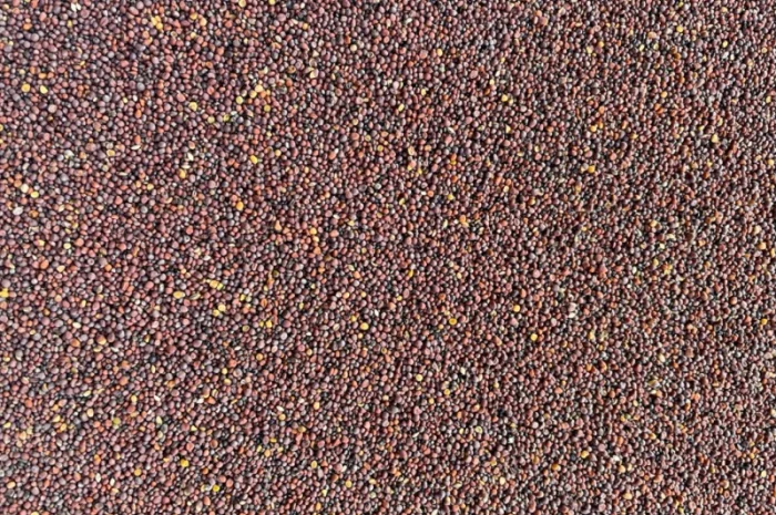 Гірчиця чорна – якісний продукт- фото № 2