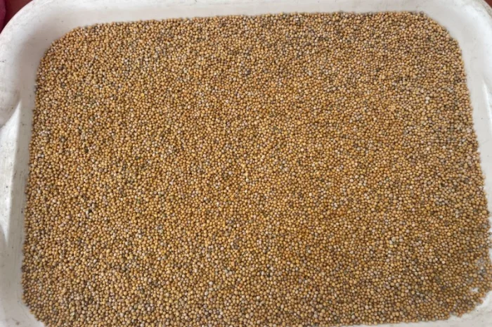 Гірчиця біла на продаж- фото № 1