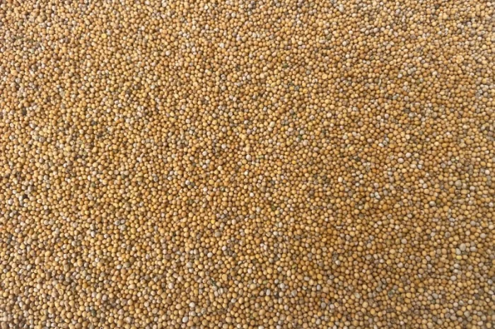 Гірчиця біла на продаж- фото № 2