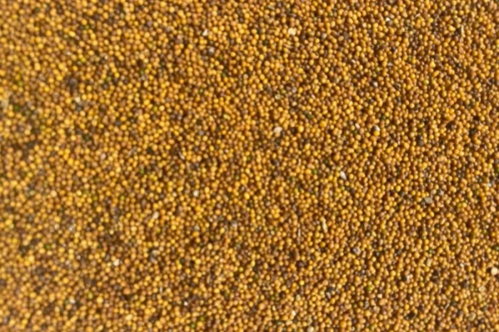 Гірчиця жовта оптом та в роздріб- фото № 1