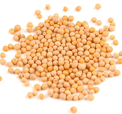 Насіння гірчиці біла- фото № 1