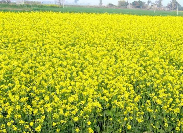 Продается семена горчицы оптом- фото № 1