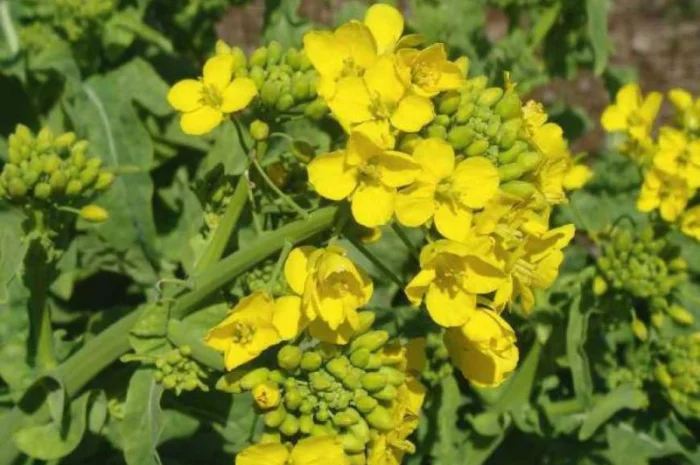 Куплю семена белой горчицы- фото № 1