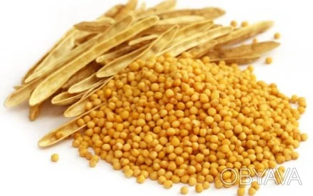 Куплю насіння жовтої гірчиці- фото № 1