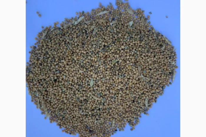 Гірчиця мікс (сидерат) для покращення ґрунту- фото № 1