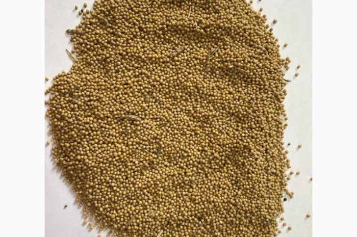 Закуповуємо гирчицю білу, жовту, чорну- фото № 1