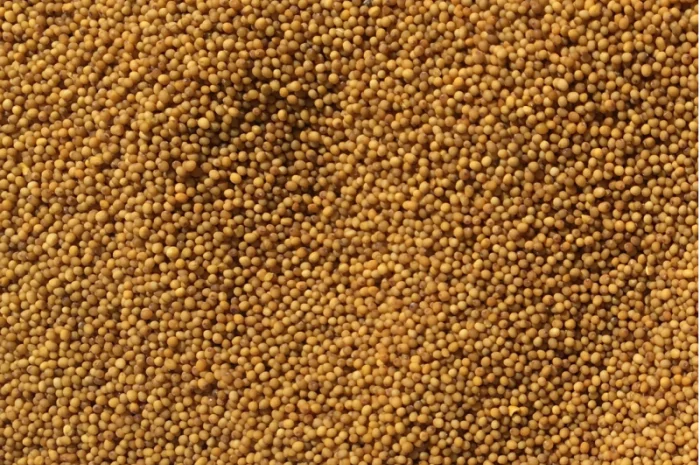 Продается семена желтой горчицы на сидерат- фото № 1