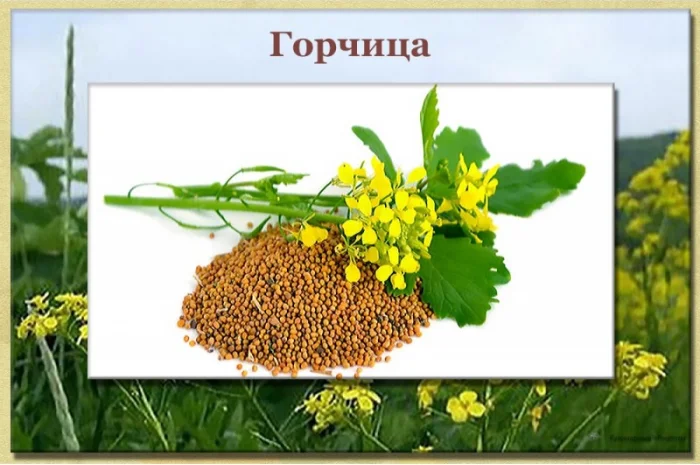 Горчиці: насіння у продажу- фото № 1