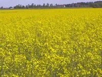 Гірчиця жовта оптом та в роздріб- фото № 2