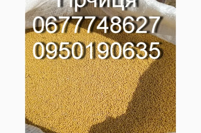 Гірчиця жовта оптом та в роздріб- фото № 1