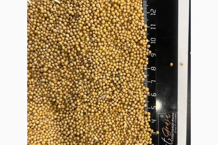 Продается белая горчица из Казахстана- фото № 1