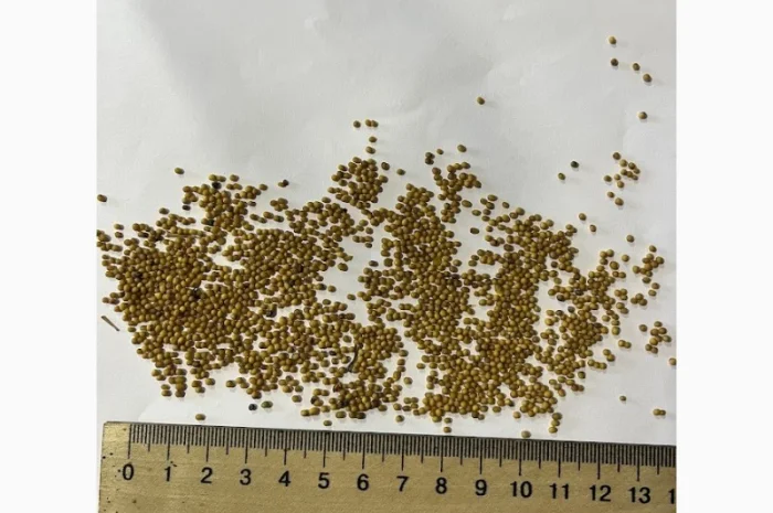 Продается горчица желтая сорт "Мишутка"- фото № 1