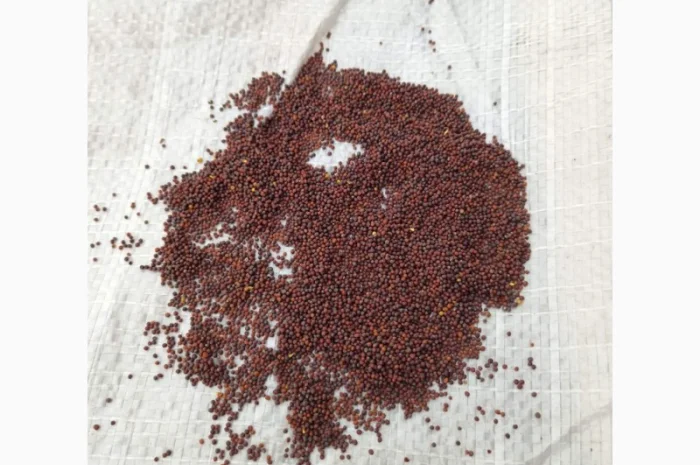 Куплю черную горчицу- фото № 1