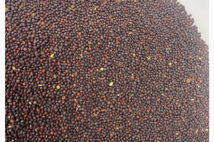 Куплю черную горчицу- фото № 2