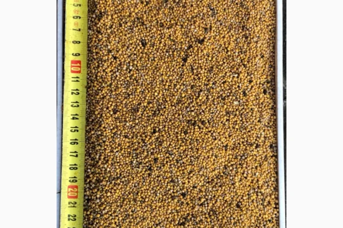 Гірчиця біла (Sinapis Alba)- фото № 1