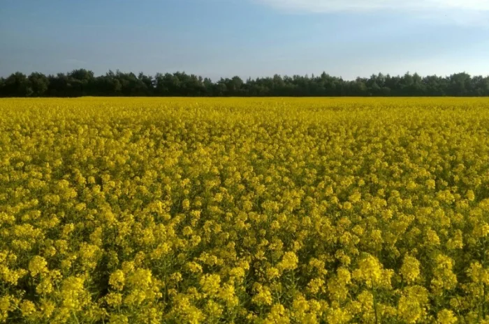 Гірчиця біла – насіння урожаю 2024 року- фото № 1