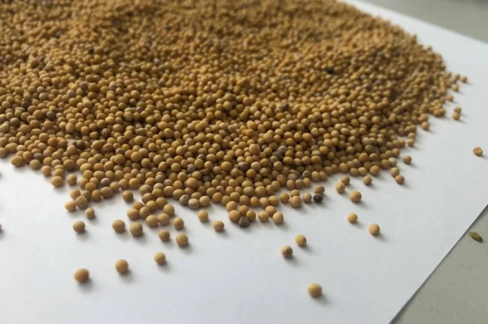 Продам белую горчицу- фото № 1