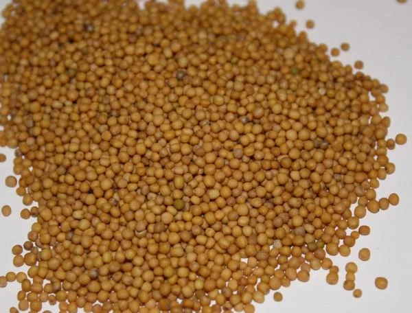 Пропонуємо на продаж насіння жовтої ярої гірчиці сорт "Таврія" перша репродукція- фото № 1