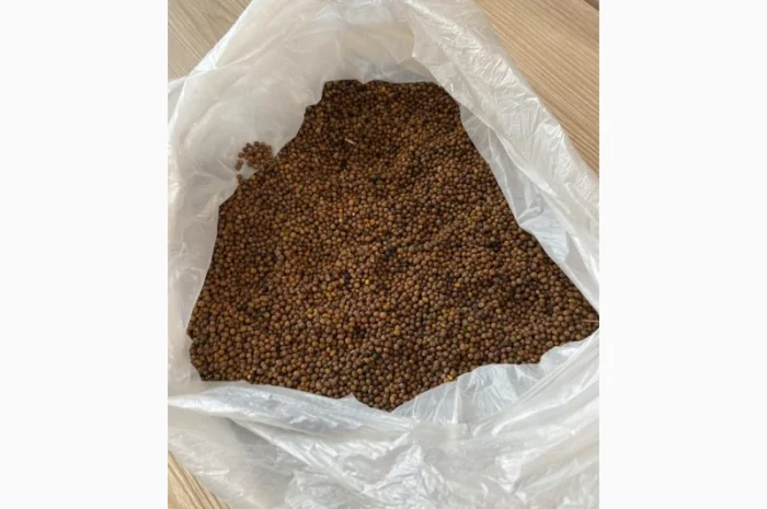 Продам Насіння Гірчиці чорної “Черниш”, протруєне- фото № 1