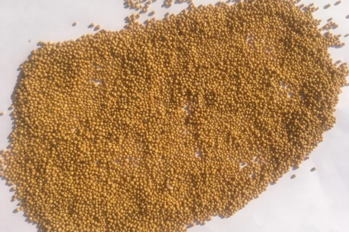 Купим семена горчицы насіння гірчиці- фото № 1