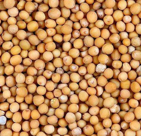 Куплю гірчицю білу, жовту, Ф1 / Ф2 з місця- фото № 1