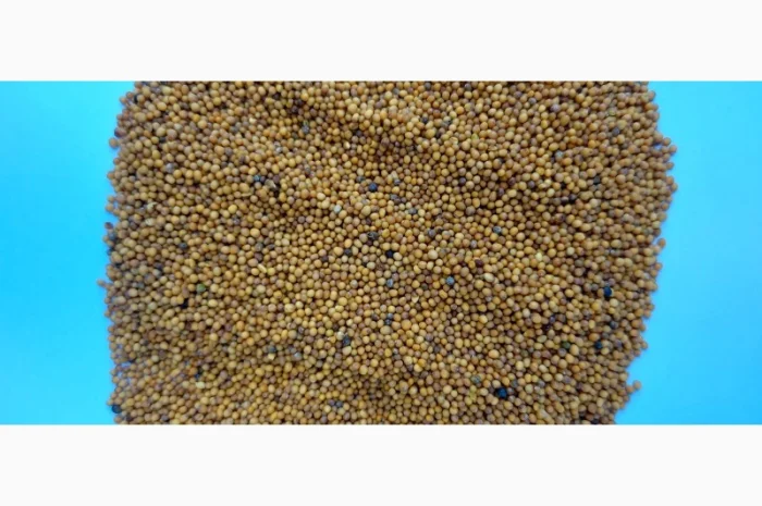 Продам гірчицю озиму жовту- фото № 5