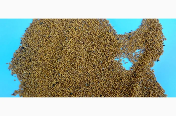 Продам гірчицю озиму жовту- фото № 6