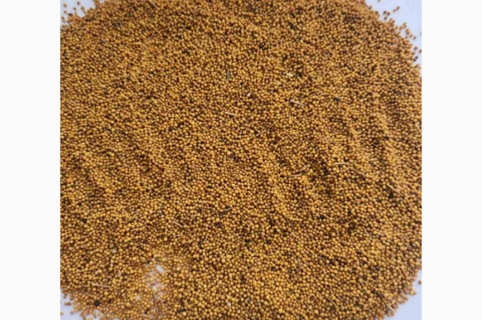 Продам гірчицю озиму жовту- фото № 2