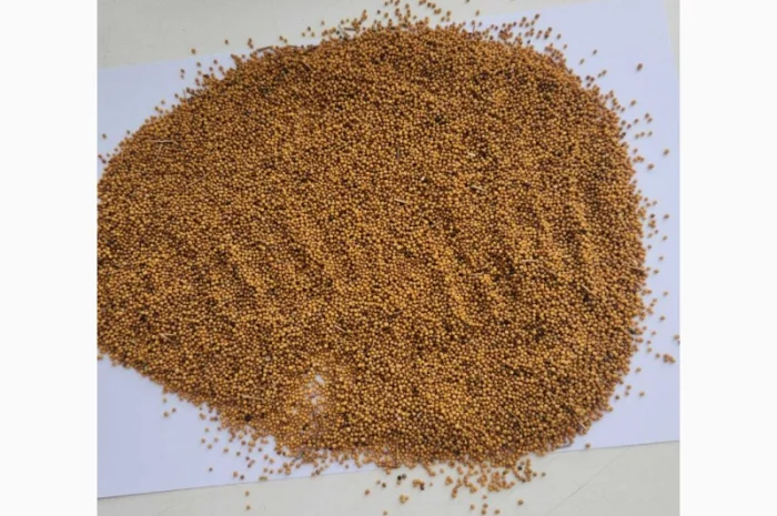 Продам гірчицю озиму жовту- фото № 3