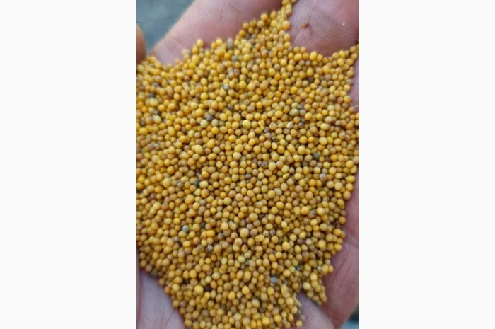 Продам гірчицю озиму жовту- фото № 1