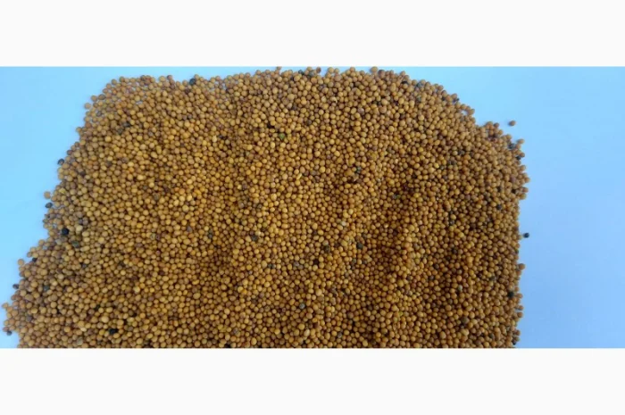 Продам гірчицю озиму жовту- фото № 4