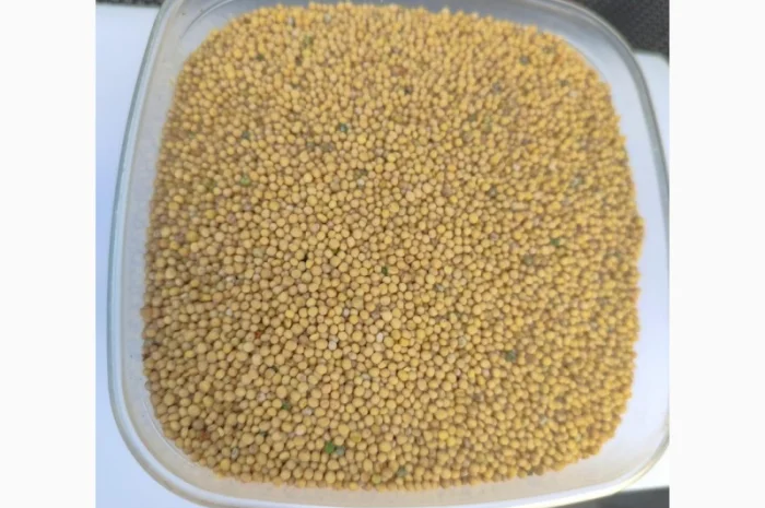 Продам гірчицю білу. Сорт Андромеда- фото № 1