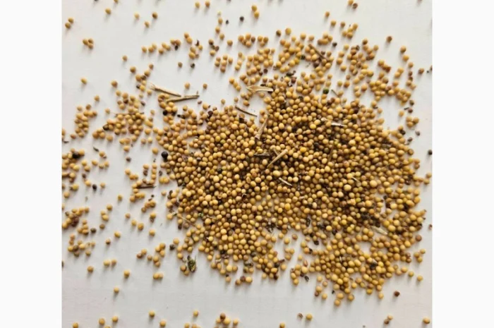 Продам горчицу 250 т- фото № 1