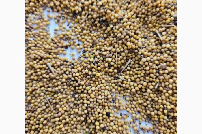 Продам горчицу 250 т- фото № 2