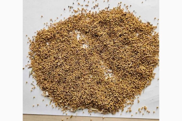 Продам горчицу 250 т- фото № 3