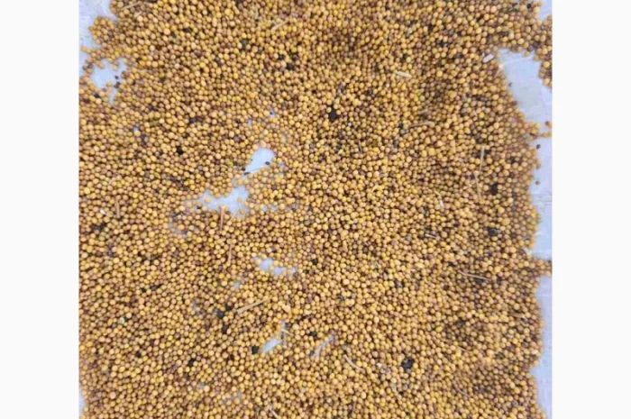 Продам горчицу 250 т- фото № 5