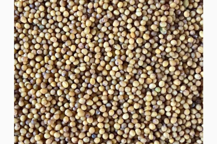 Купуємо гірчицю білу, жовту, чорну. Самовивіз та з доставкою- фото № 1